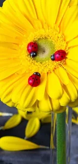 Yellow flower with ladybugs on petals.