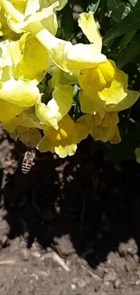 Bee hovering over bright yellow flowers in sunlight.