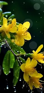 Yellow flowers with raindrops on leafy branch.