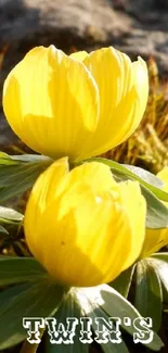 Bright yellow flowers in sunlight on a rocky background.