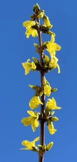 Yellow flowers on a tall stalk against a blue sky.