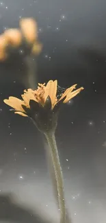 Yellow flowers on a dark blurred background for mobile wallpaper.