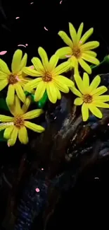 Bright yellow flowers with pink petals on a black background.