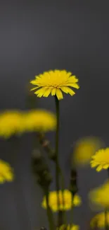 Yellow flowers set against a dark, elegant background for mobile wallpaper.