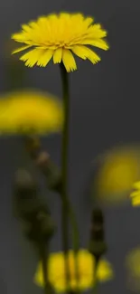 Yellow flowers with blurred dark background, perfect for wallpapers.