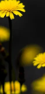 Yellow flowers against a dark, elegant background mobile wallpaper.