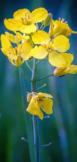 Vibrant yellow flowers on a green field background.