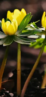 Yellow flowers blooming on a dark earthy background.