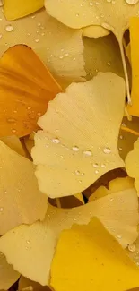 Yellow ginkgo leaves with water droplets create a vibrant, natural mobile wallpaper.