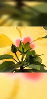 Vibrant yellow hibiscus flower close-up wallpaper.