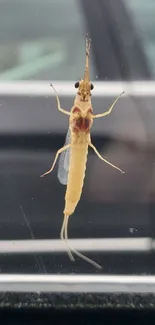 Yellow insect on a glass surface, grey background.