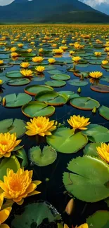 Yellow lotus flowers on a tranquil pond with scenic mountains.