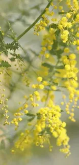 Vibrant yellow floral wallpaper showcasing delicate flowers against a natural backdrop.