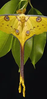 Yellow moth resting on green leaves with a dark background.