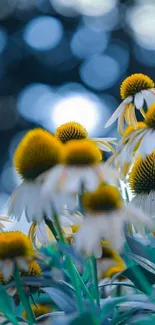 Yellow flowers with blue bokeh background wallpaper.