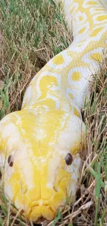 Yellow python slithering through grass in mobile wallpaper.