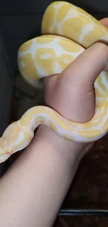 Yellow python in a hand, close-up view.