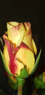 Close-up of a vibrant yellow rose bloom.