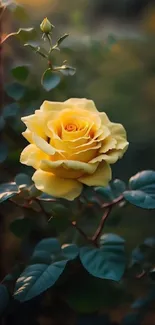 Yellow rose in bloom with lush green leaves.