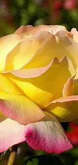 Close-up of a vibrant yellow rose with pink edges on mobile wallpaper.