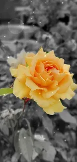 Yellow rose with blurred monochrome backdrop.