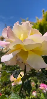 Beautiful yellow rose in a lush garden under a clear blue sky.