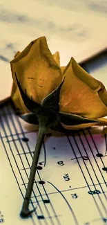 Yellow rose on a musical score sheet.