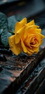 Yellow rose with dew on a wet piano keyboard.