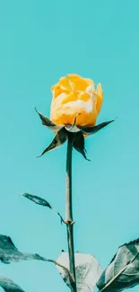 Yellow rose against a bright turquoise background, symbolizing elegance and nature.