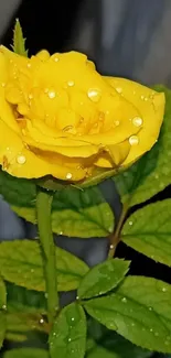 Closeup of a yellow rose with dew drops on petals.