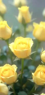 Close-up of vibrant yellow roses in full bloom.