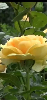 Yellow roses in full bloom with lush green leaves.