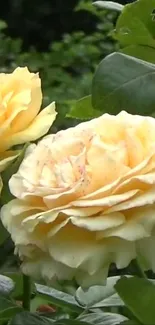 Close-up of beautiful yellow roses in full bloom with lush green leaves.