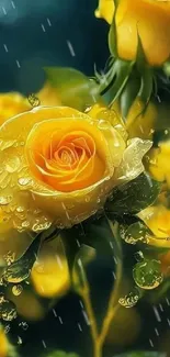 Yellow roses with dewdrops on vibrant mobile wallpaper.