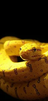 Yellow snake curled on a black background wallpaper.