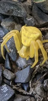 Vibrant yellow spider crawling on a rocky surface.