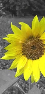 Yellow sunflower with monochrome background, striking contrast.