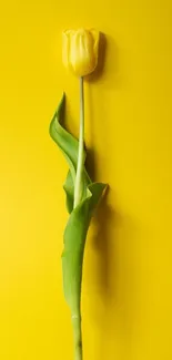 Yellow tulip on a bright yellow background.