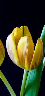 Yellow tulip on a dark background with green leaves.