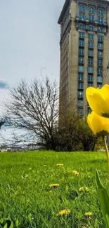 Yellow tulip with building backdrop and green grass.