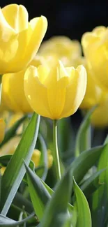 Vibrant yellow tulips in bloom, perfect for a bright mobile wallpaper.