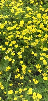 Vibrant yellow wildflowers in lush green field, creating a serene nature scene.