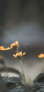 Yellow wildflowers with blurred background.