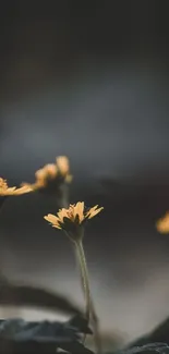 Yellow wildflowers with dark gray background, perfect for mobile wallpaper.