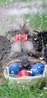 Yorkie with rain drops and colorful balls in a grassy garden.