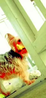 Yorkshire Terrier with toy on sunlit porch.