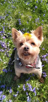 Yorkshire Terrier with flowers in a sunny field background.