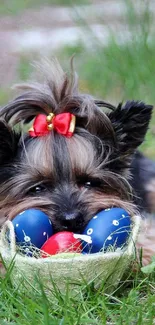 Yorkshire Terrier with red bow playing on grass with blue and red toys.