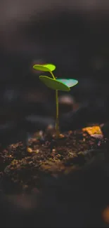 Young green plant sprout against dark, earthy background.