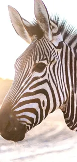 Zebra in sunlight with a scenic dawn background in a natural habitat.